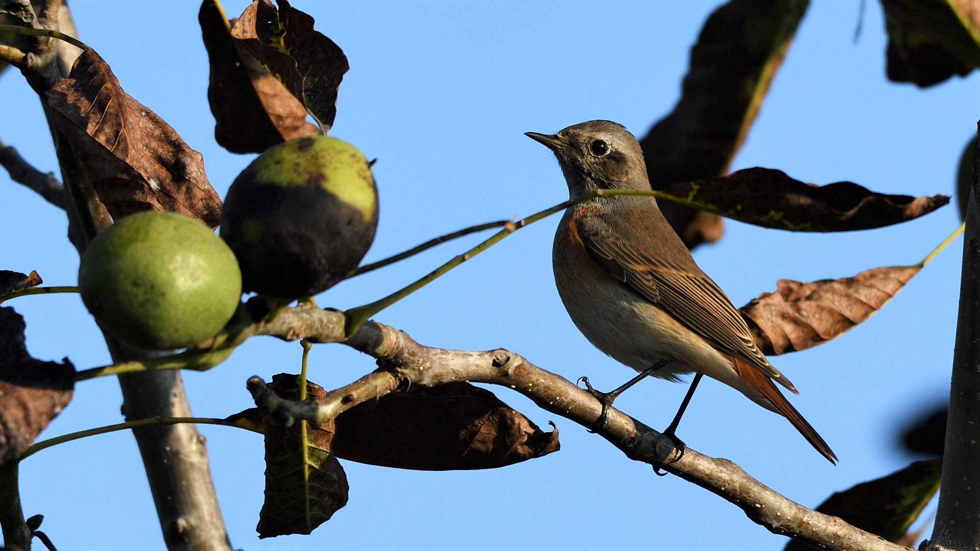 Common Redstart